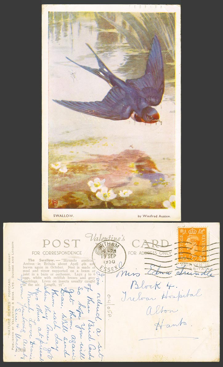 Swallow Bird Arrives Britain April Leaves Oct. Winifred Austen 1950 Old Postcard