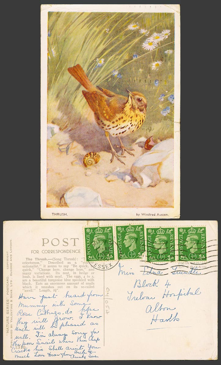 Song Thrush Bird, Snail, Flowers Winifred Austen Artist Signed 1950 Old Postcard