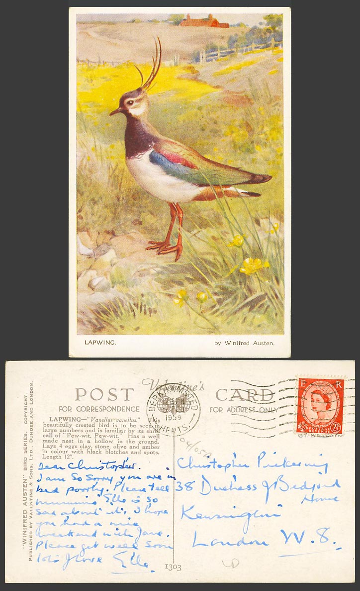 Beautiful Lapwing Crested Bird - Winifred Austen Artist Signed 1959 Old Postcard