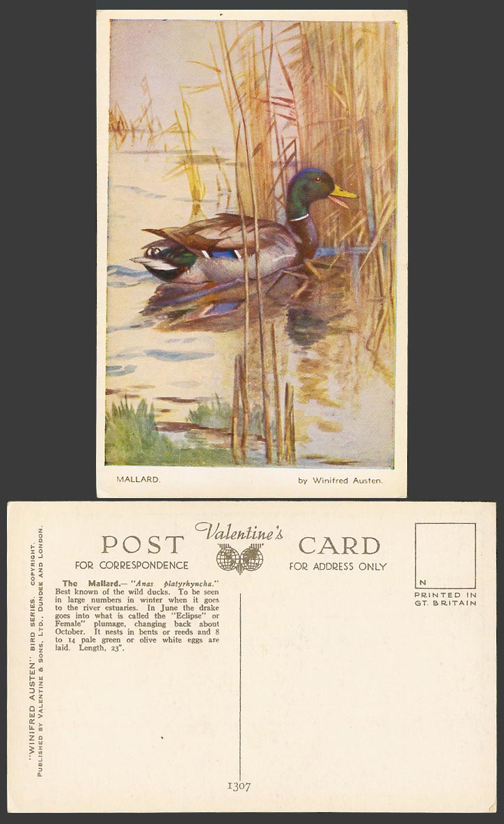 Mallard Bird Wild Duck, Artist Signed by Winifred Austen, Art Drawn Old Postcard