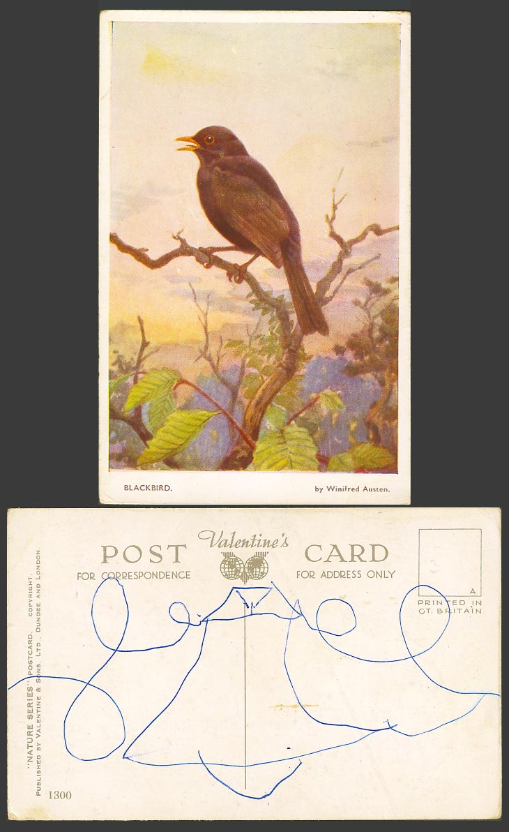 Blackbird Black Bird Turdus merula by Winifred Austen Artist Signed Old Postcard