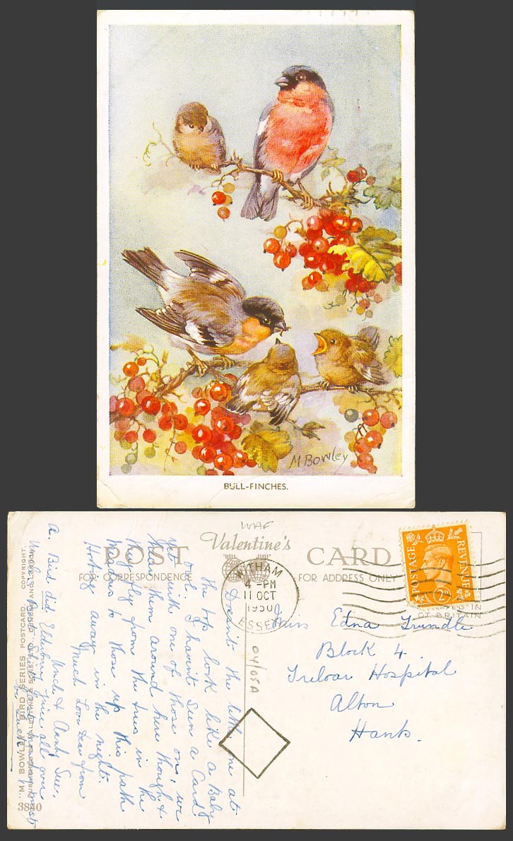 Bullfinch Bull-finches Bullfinches Bird M Bowley Artist Signed 1950 Old Postcard