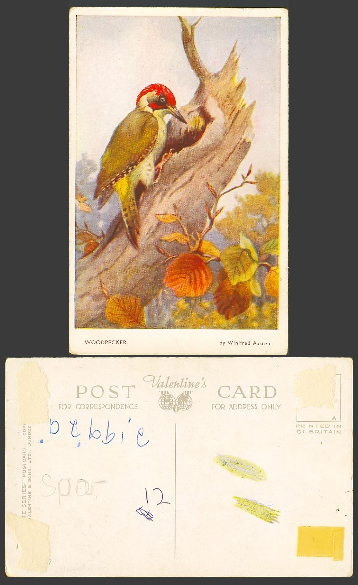 Winifred Austen Artist Drawn Green Woodpecker Bird or Yaffle Old Colour Postcard