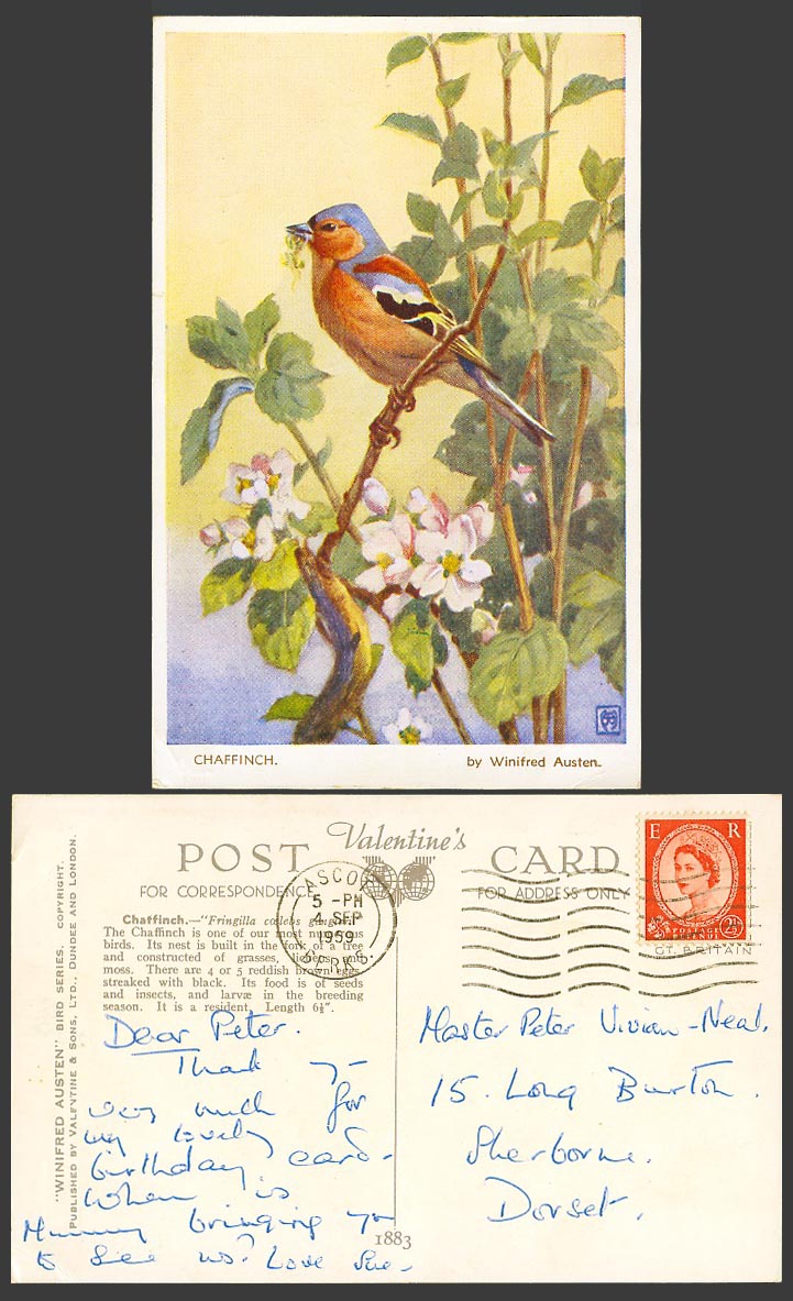 Chaffinch Bird & Flowers, Art Artist Signed by Winifred Austen 1959 Old Postcard