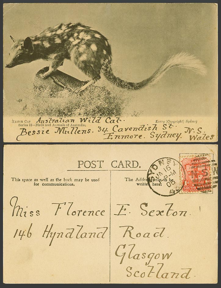 Australia, Native Cat, Tiger Quoll, Australian Animal, 1d Arms 1906 Old Postcard