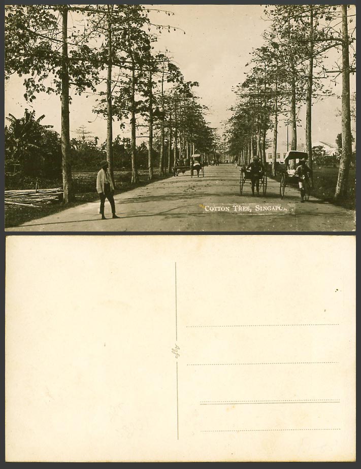 Singapore Old Real Photo Postcard Cotton Tree, Street View Rickshaw Coolies Cart
