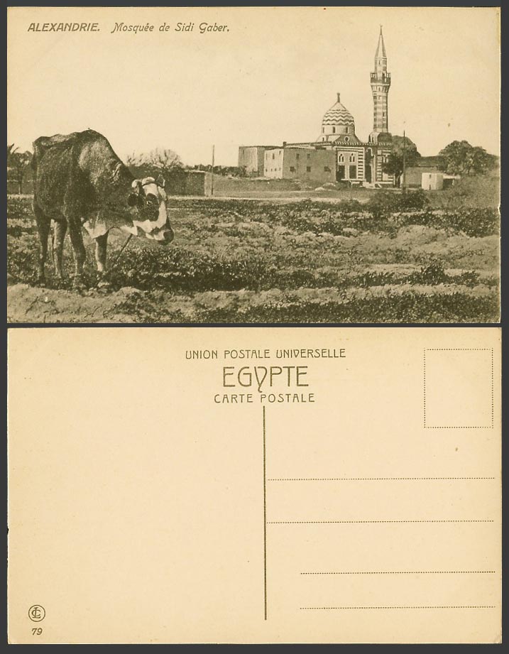 Egypt Old Postcard Alexandria Sidi Gaber Mosque Cattle Cow Alexandrie Mosquee de