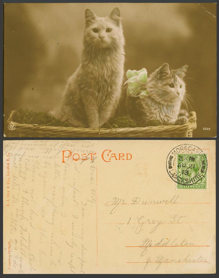 Cats Kittens in Basket 1913 Old Colour Real Photo Postcard Cat Kitten Pet Animal