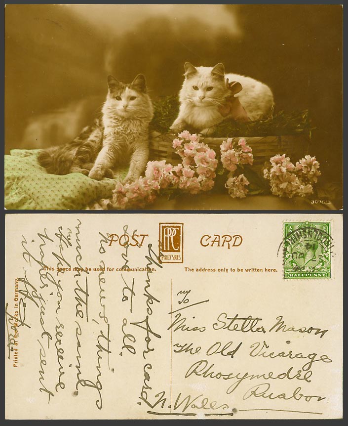 Cats Kittens Basket Pink Flowers 1914 Old Colour Real Photo Postcard Cat Kitten