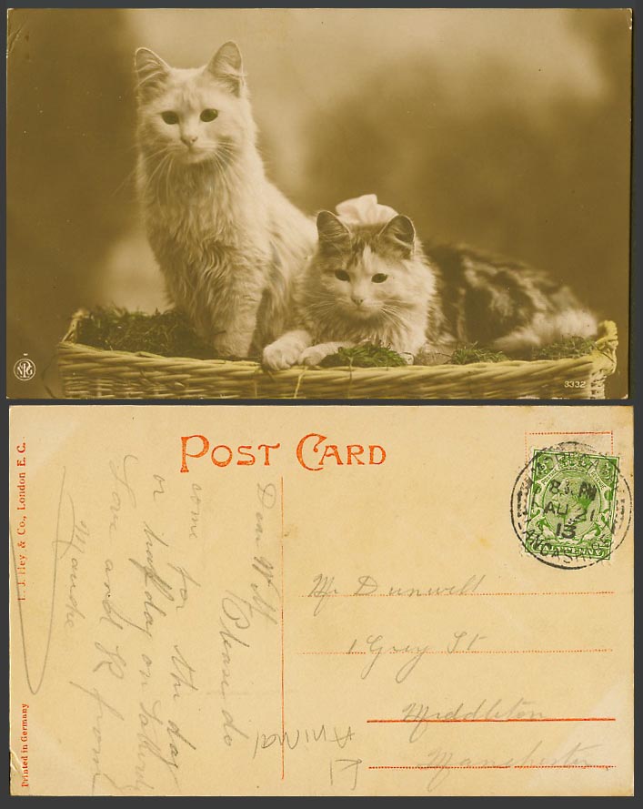 Cats Kittens on Basket 1913 Old Colour Real Photo Postcard Cat Kitten Pet Animal