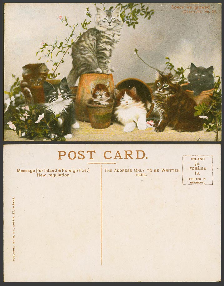 Cats Kittens, Specs We Growed, Pots Plants, Cat Kitten, Pets Old Colour Postcard
