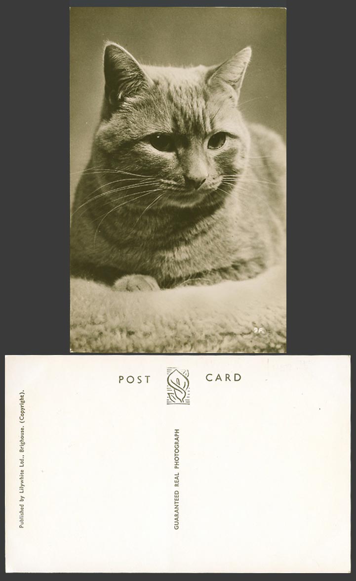 A Cat Kitten Pet Animal Old Real Photo Postcard Lilywhite Ltd. Brighouse No. 9F.