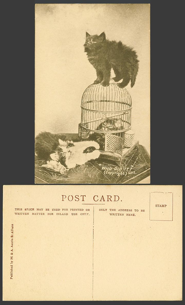 Cats Kittens Birdcage Bird Cage Who Did It? Cat Kitten Pet Animal Old Postcard 5