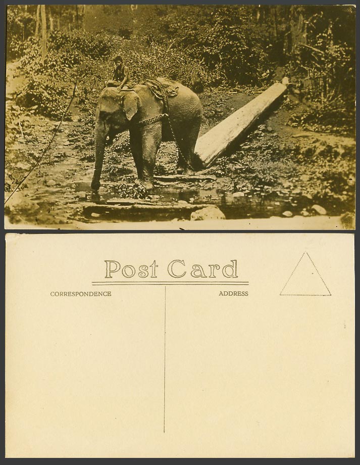 Ceylon Old Real Photo Postcard Elephant at Work Carrying Timber Log Native Rider
