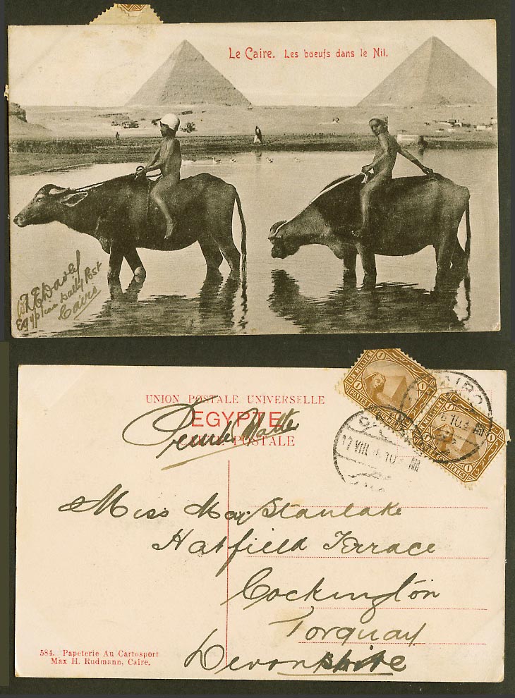 Egypt 1m x 2 1910 Old Postcard Cairo Boys Riding Buffalo Buffaloes Giza Pyramids