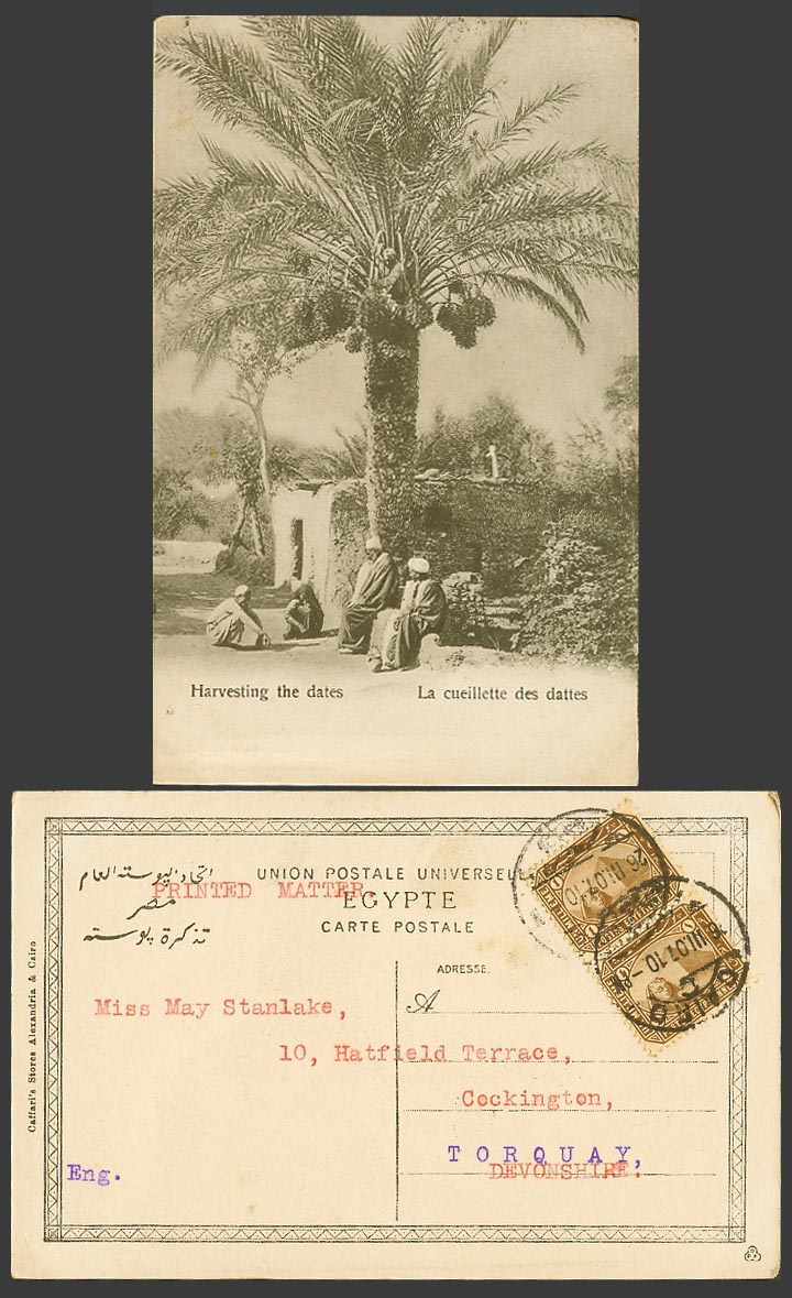 Egypt 1m x2 1907 Old Postcard Harvesting The Dates Date Palm Trees La Cueillette