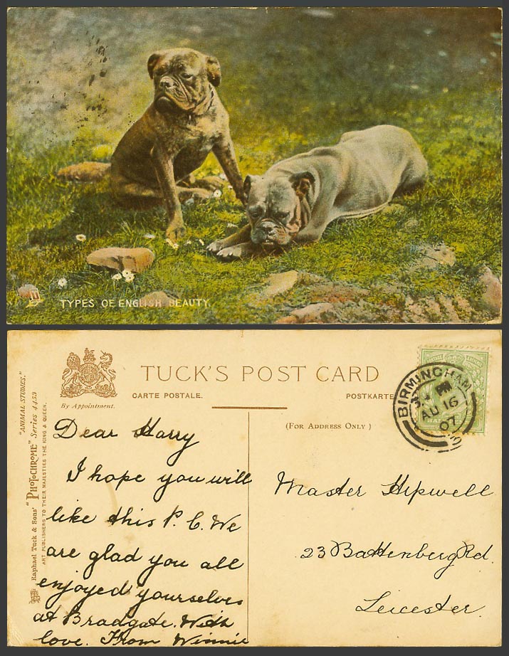Bulldog Bull Dog Bulldogs Dogs, Types of English Beauty 1907 Old Tuck's Postcard