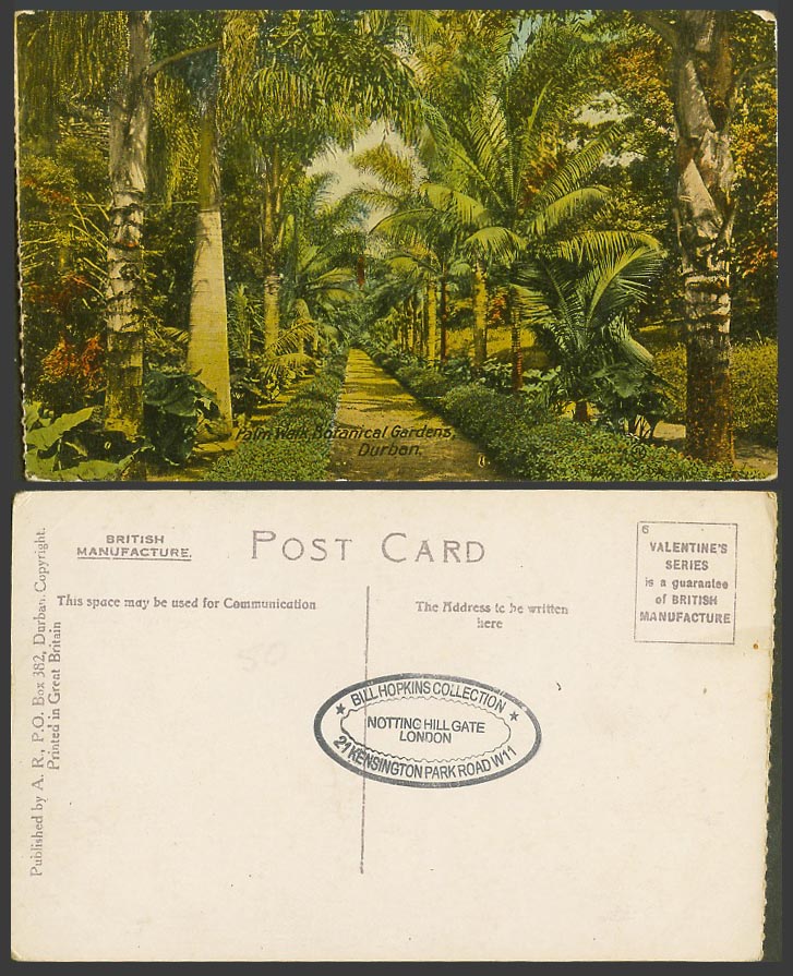 South Africa Old Colour Postcard Durban Palm Walk Botanical Gardens Botanic Gdns