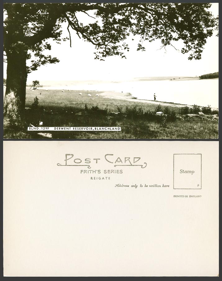 Blanchland Derwent Reservoir Lake, Sheep, Northumberland Old Real Photo Postcard