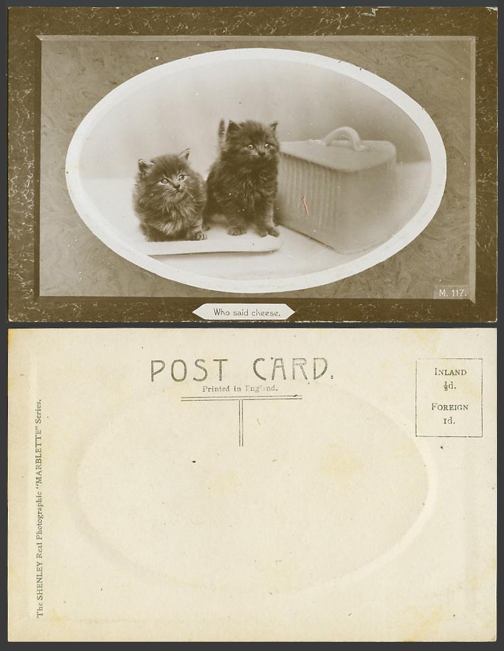 Cats Kittens Who Said Cheese Dish Pet Animals Old Real Photo Postcard Cat Kitten