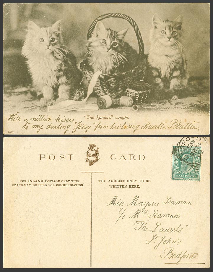 3 Cats Kittens, The Raiders Caught, Basket Pets Animals Basket 1902 Old Postcard