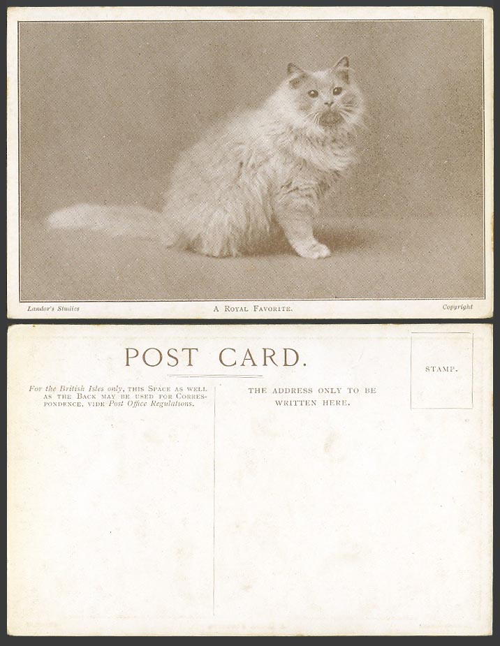 Beautiful Persian Cat Kitten A Royal Favorite Pet, Landor's Studies Old Postcard