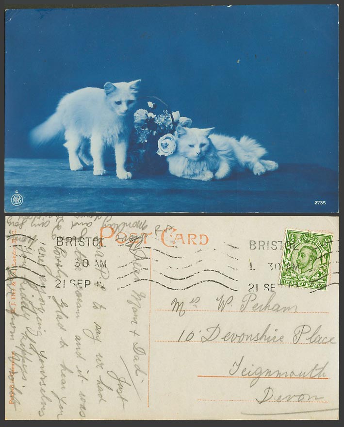 Cats Kittens Persian Cat Kitten by Basket of Flowers 1912 Old Postcard E. J. Hey
