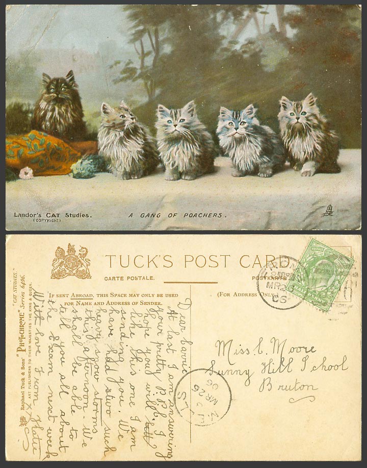 5 Cats Kittens, A Gang of Poachers, Landor's Cat Study, Tuck's 1906 Old Postcard