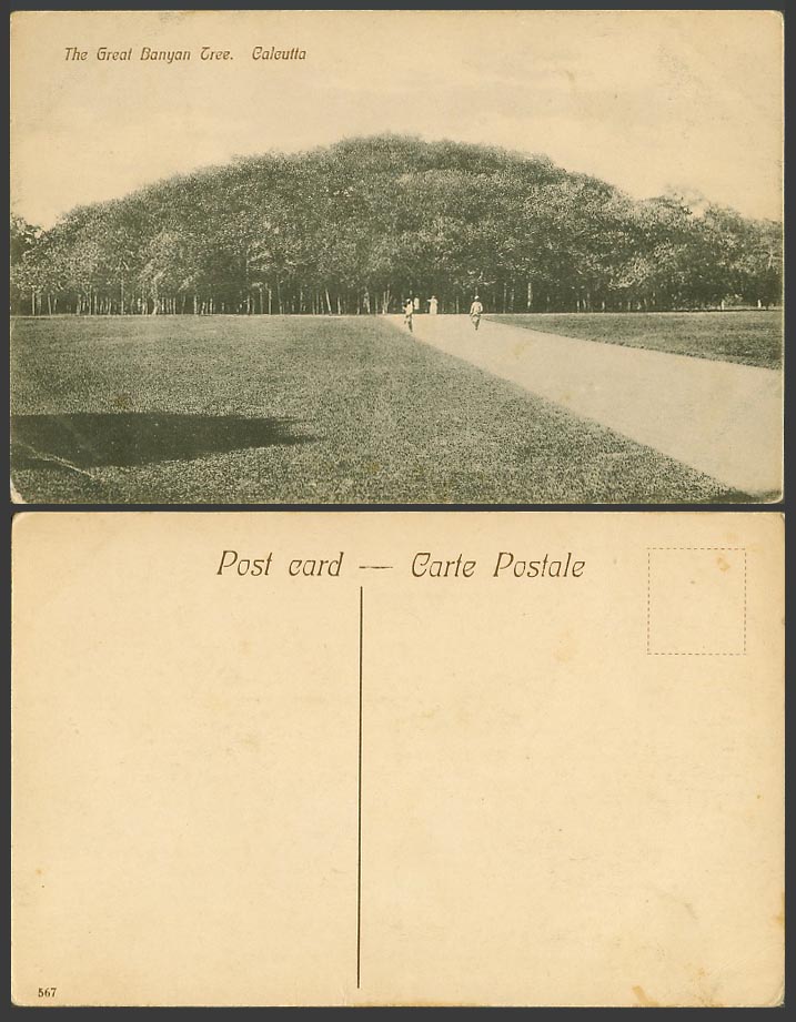 India Old Postcard The Great Banyan Tree Calcutta Road Street Scene to Trees 567