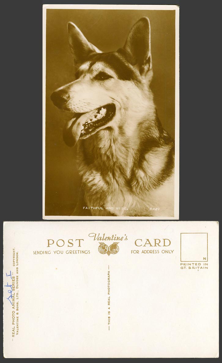 German Shepherd Dog Puppy - Faithful and Wise Pet Animal Old Real Photo Postcard