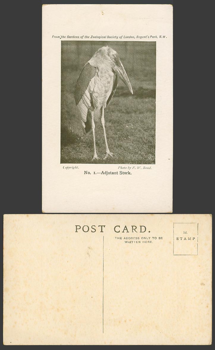 Adjutant Stork Bird No. 1 - London Zoo Animal - Photo by F. W. Bond Old Postcard
