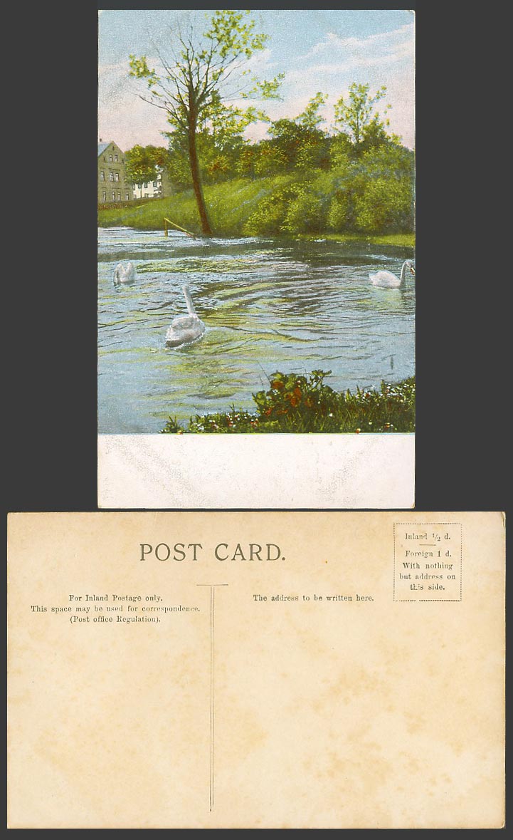 Swan Swans Bird Bird Animals Lake or River Scene Old Colour Postcard