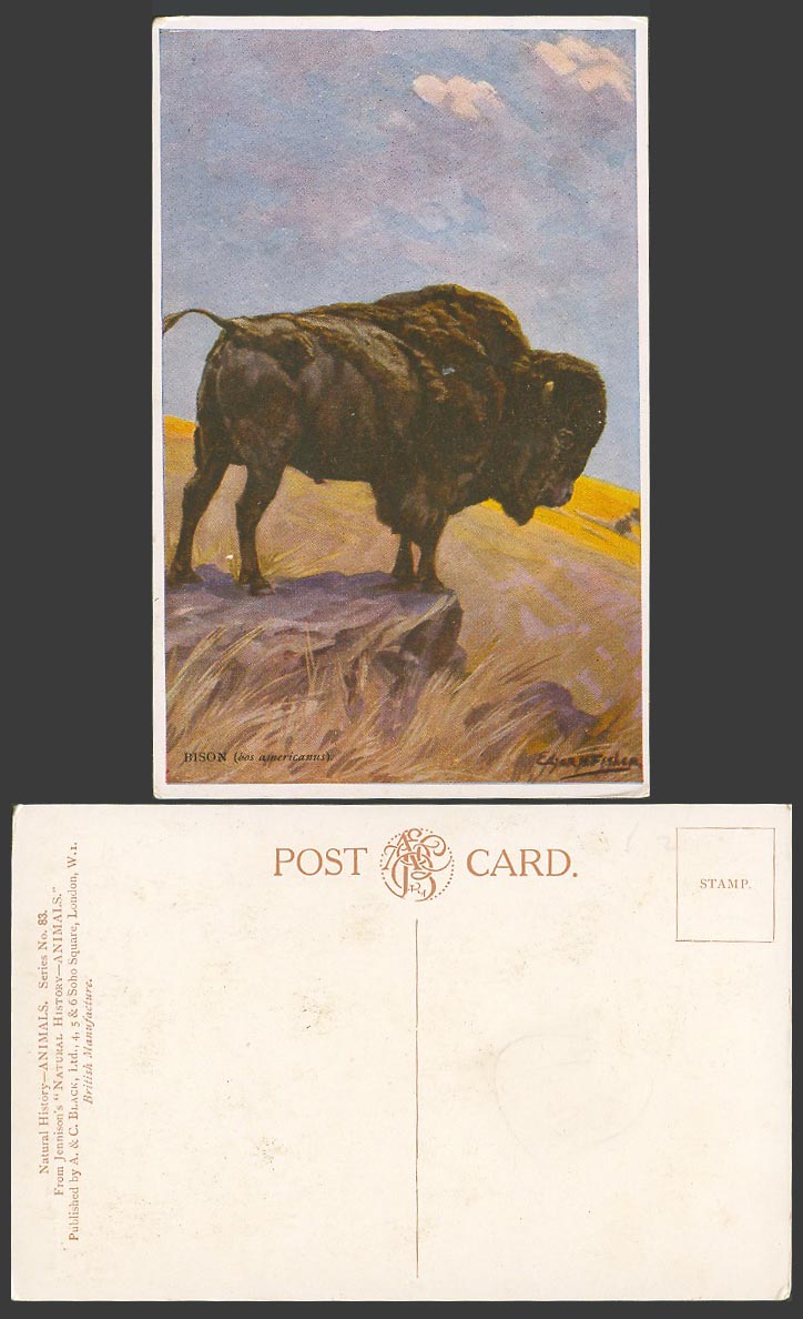 Bison bos americanus Animal Edgar N Fisher Artist Signed Old Colour Postcard ART