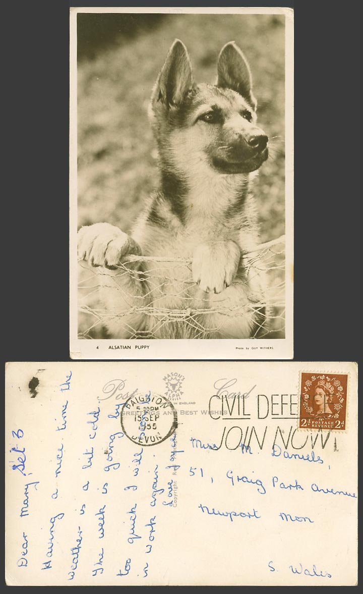 Alsatian Puppy Dog Wolfhound, Wire Mesh, Pet Animal 1955 Old Real Photo Postcard
