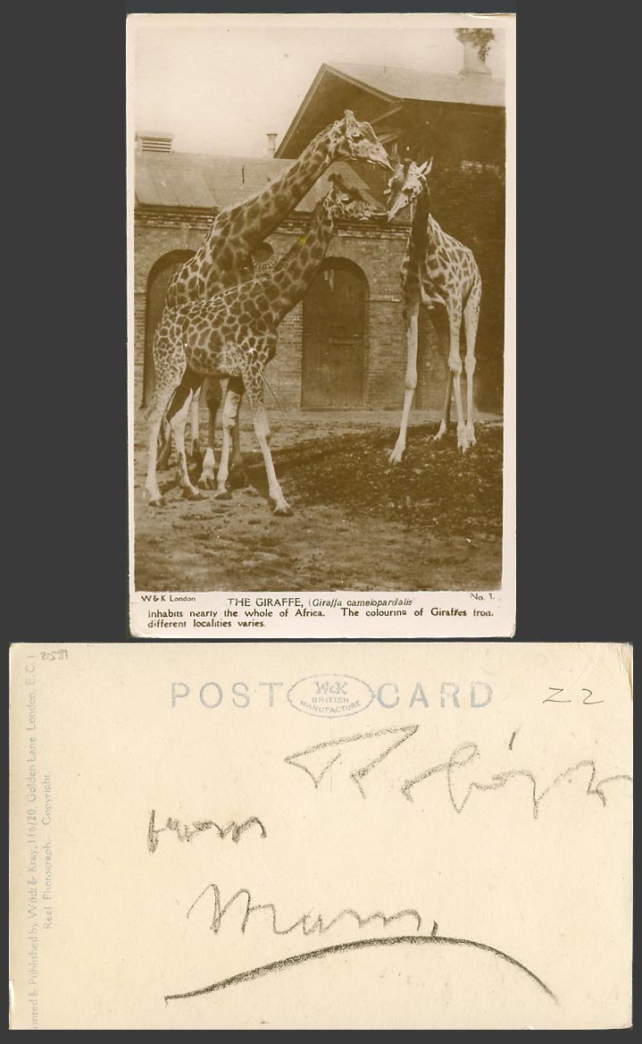 Giraffe, inhabits nearly the whole of Africa Zoo Animals Old Real Photo Postcard