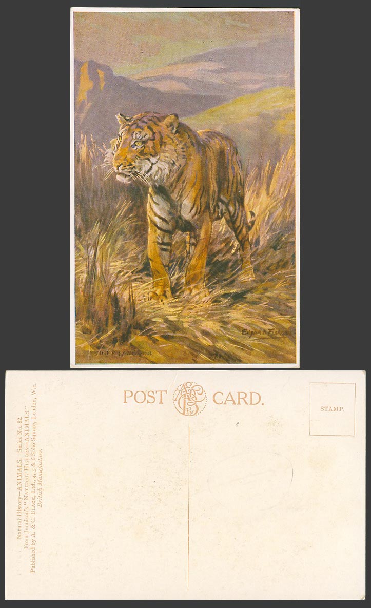 Tiger (felis tigris) Animal Edgar N Fisher Artist Signed Old Colour Postcard ART