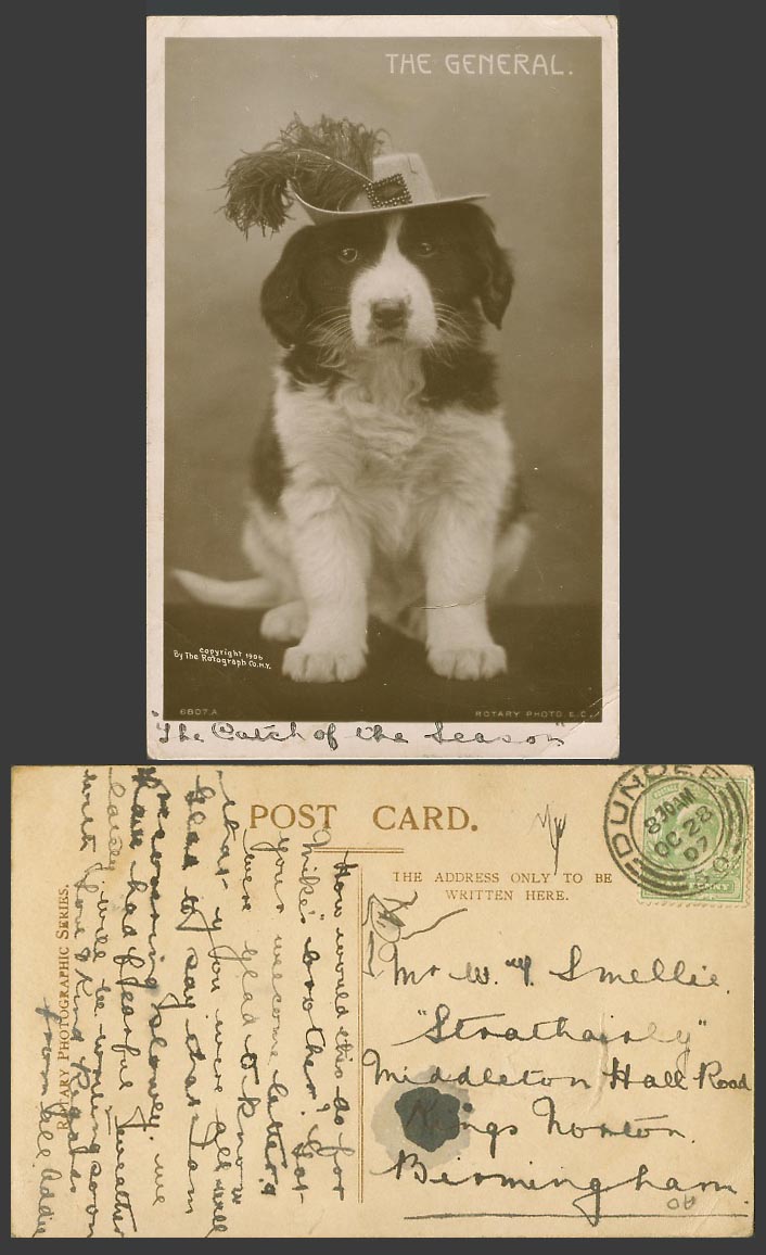 Dog Puppy The General, wears Feather Hat Pet Animal 1907 Old Real Photo Postcard