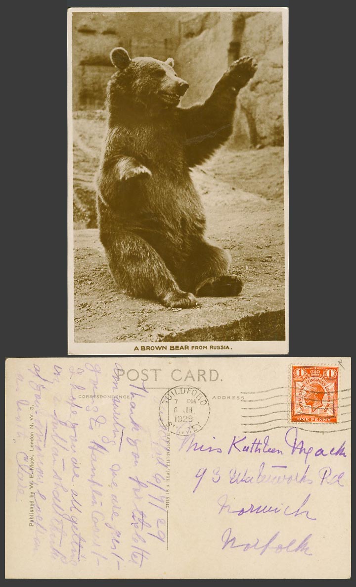 A BROWN BEAR from RUSSIA Russian Zoo Animals KG5 1d 1929 Old Real Photo Postcard