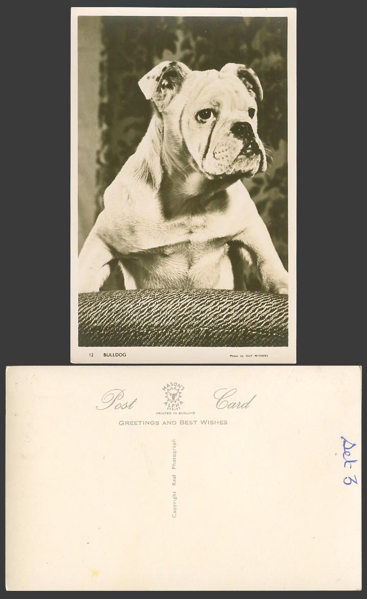 Bulldog Bull Dog Puppy - Pet Animal Old Real Photo Postcard Photo by Guy Withers