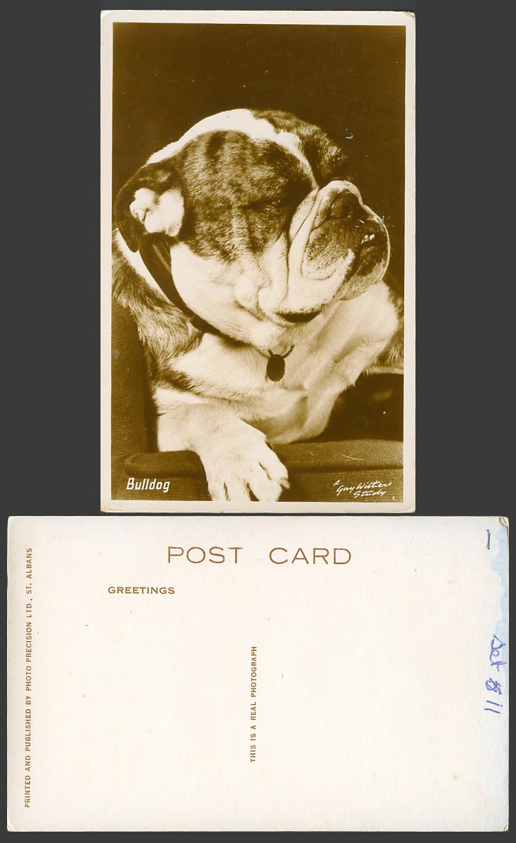 Bulldog Bull Dog Puppy Pet Animal Old Real Photo Postcard A Guy Withers Study