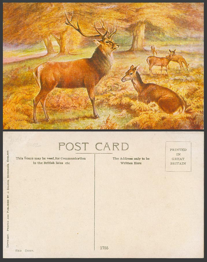 Red Deer, Stag, Animals, Art Artist Drawn Old Colour Postcard J. Salmon No. 1755
