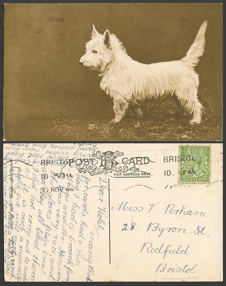 West Highland White Terrier Dog Puppy, Tail Up, Pet Animal KG5 1/2d Old Postcard