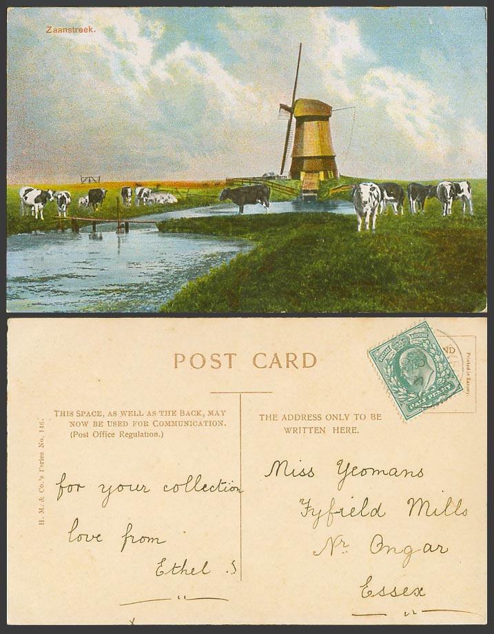 Netherlands 1904 Old Colour Postcard Zaanstreek, Zaan Cow Cattle Bridge Windmill