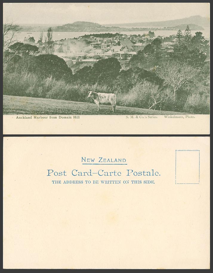 New Zealand Old UB Postcard Auckland Harbour from Domain Hill, Cow Cattle Houses