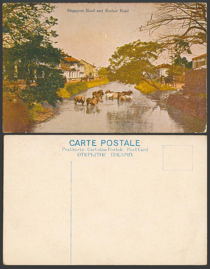 Singapore Road and Rochor Road Old Colour Postcard Animals Cattle in River Scene