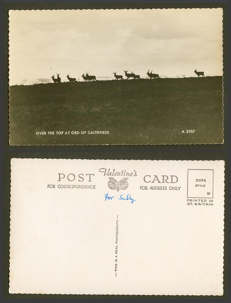 Stag Stags Deer Animals Over The Top at Ord of Caithness Old Real Photo Postcard