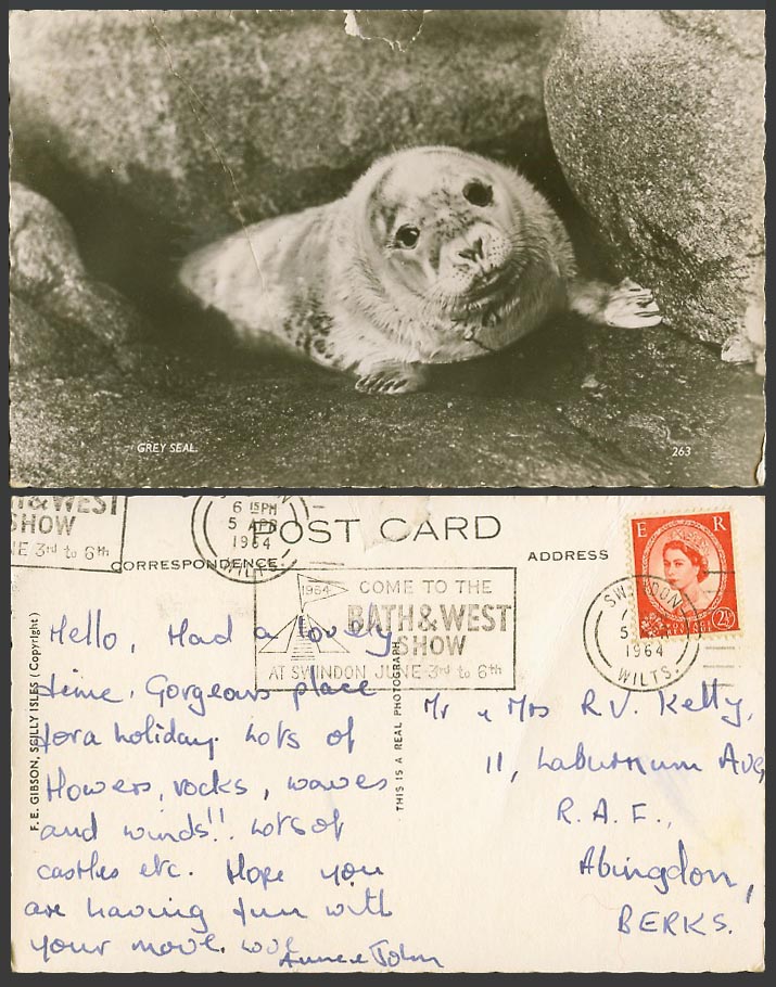 Grey Seal & Rocks, Animal 1964 Old Real Photo Postcard F.E. Gibson. Scilly Isles