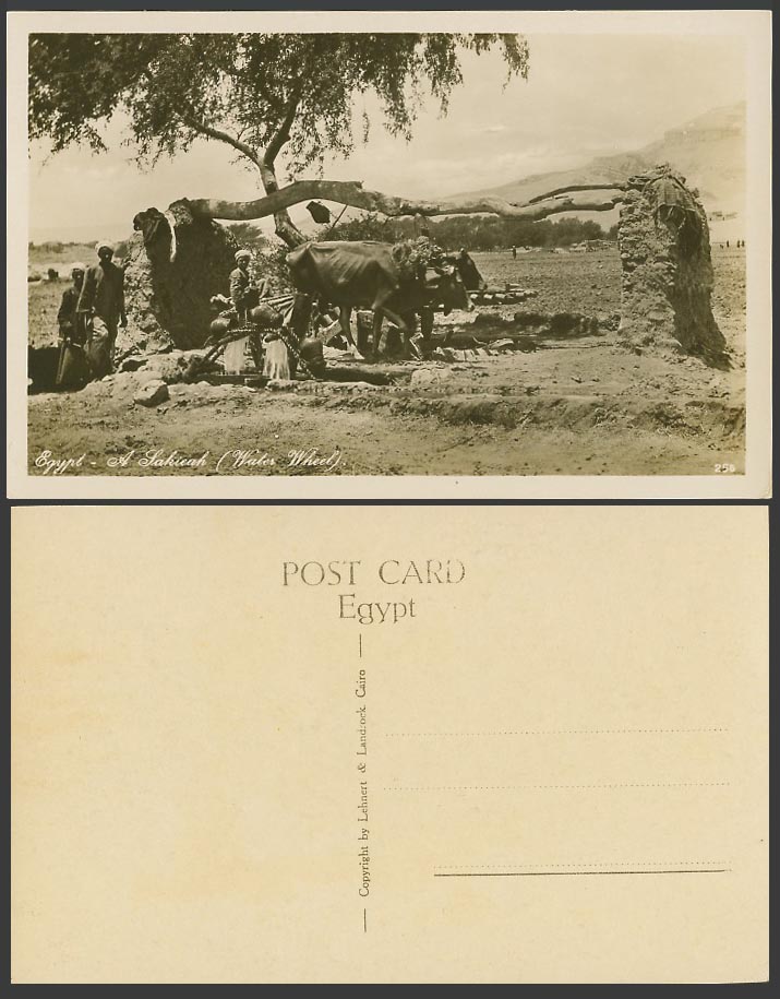 Egypt Old Real Photo Postcard Sakieah Water Wheel Irrigating Tool Natives Cattle