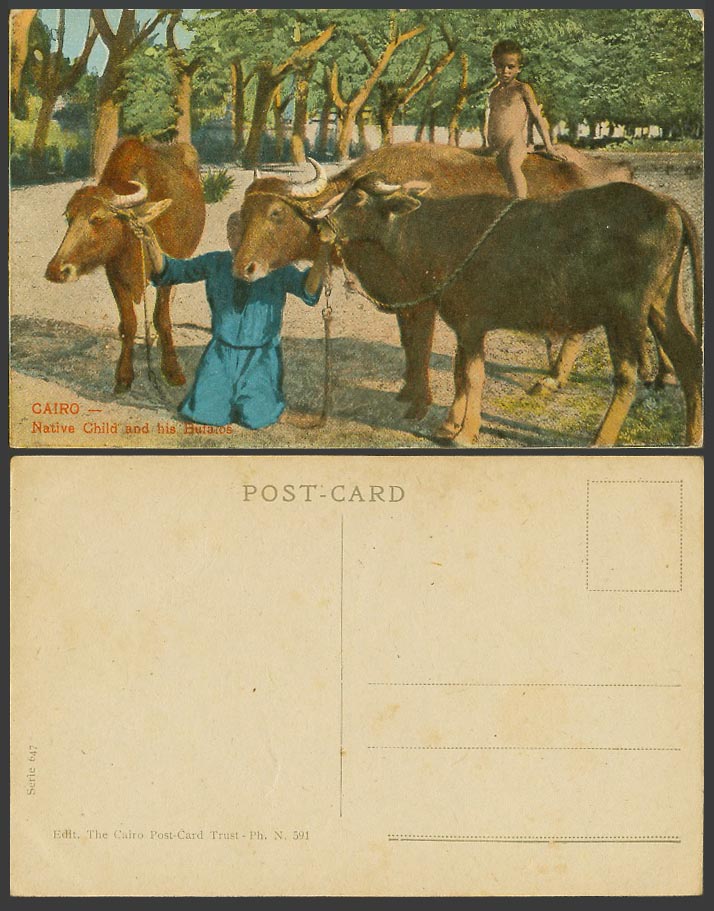 Egypt Old Colour Postcard Cairo Native Child and His Buffalos Boy Riding Buffalo