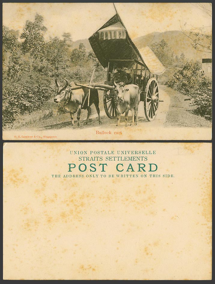Singapore Old Undivided Back Postcard Native Double Bullock Cart, Cattle Animals